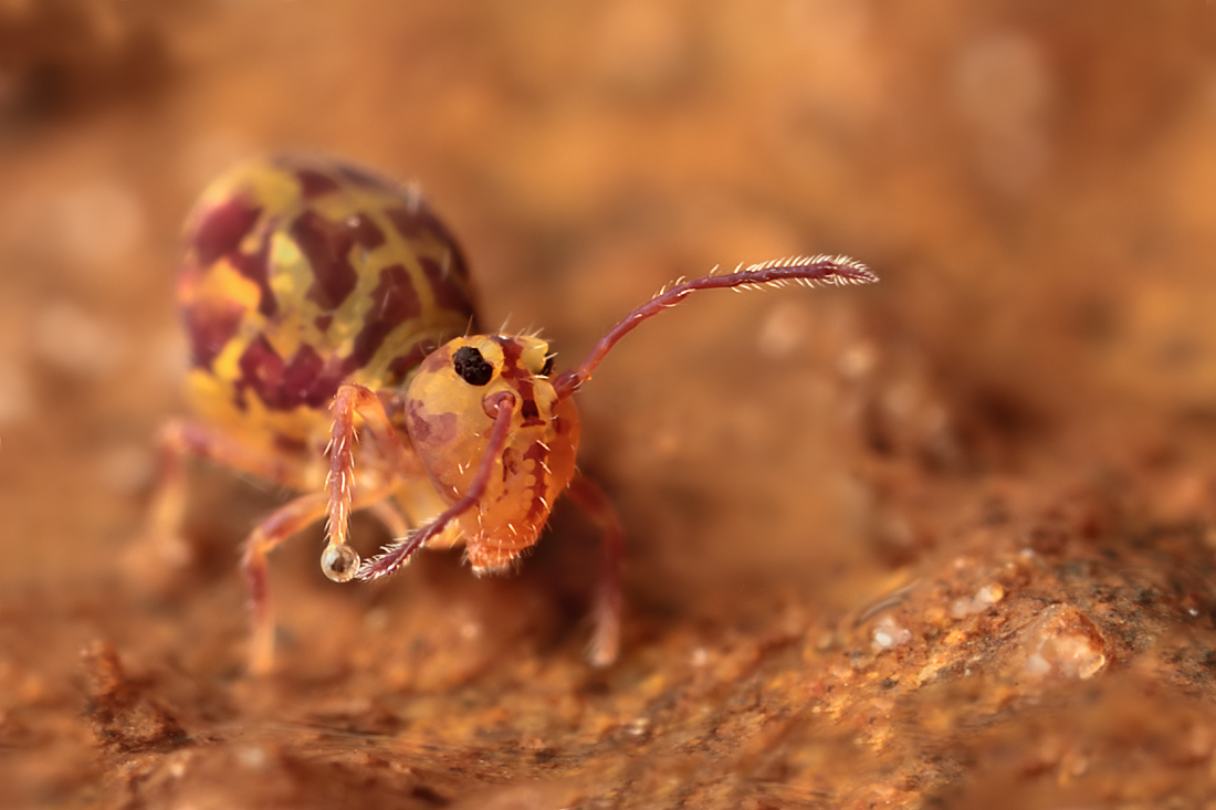 Globular Springtail preening